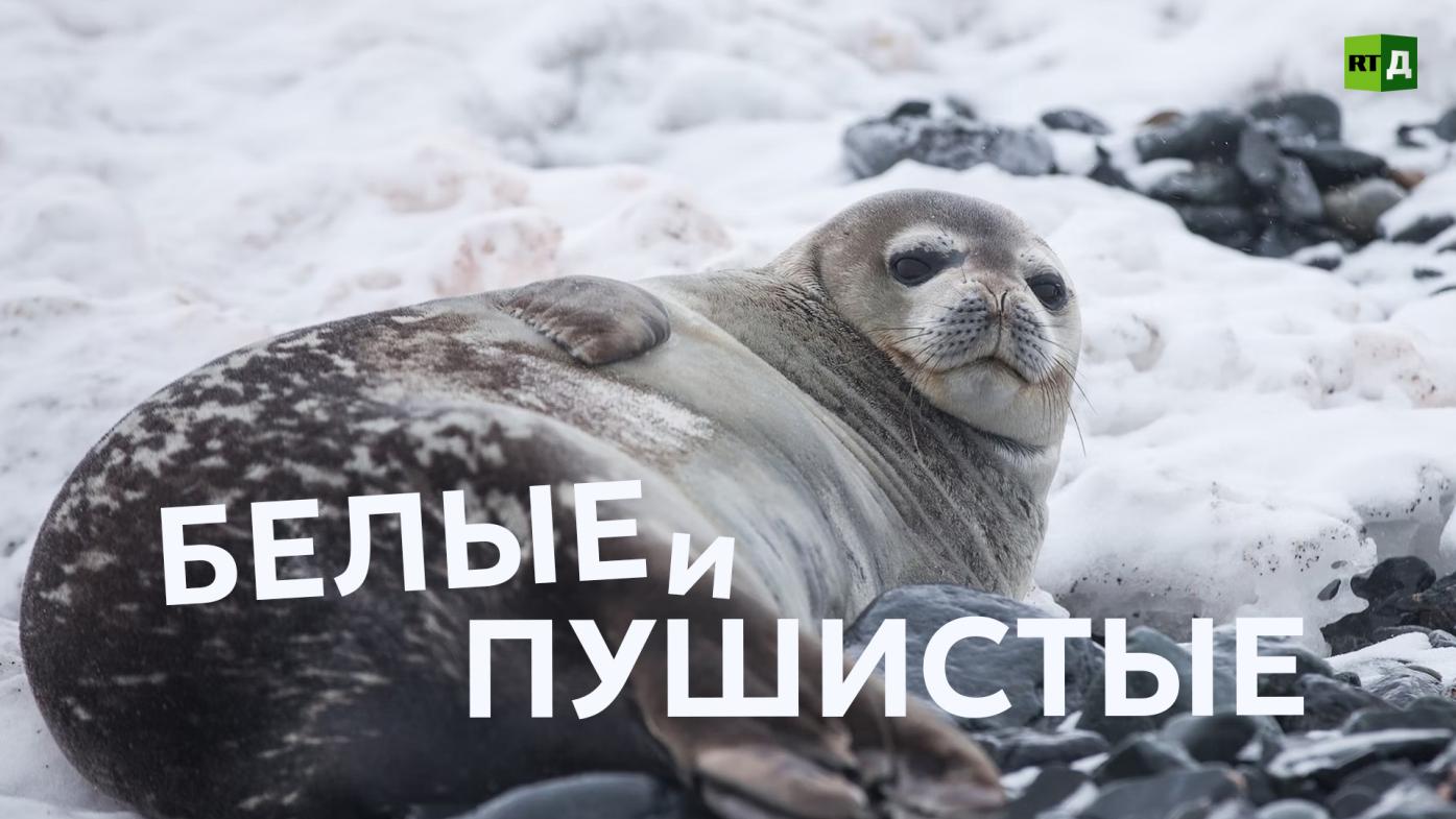 Белые и пушистые