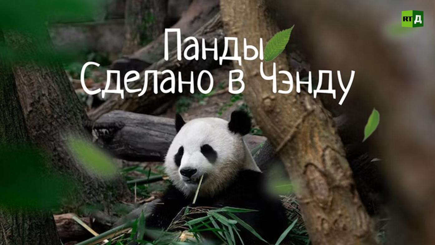 Панды. Сделано в Чэнду