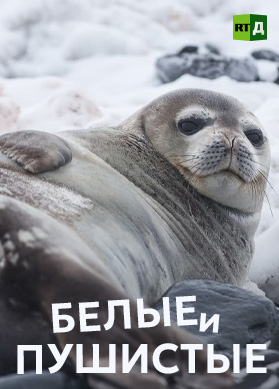 Белые и пушистые