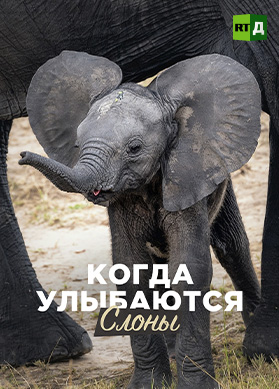Когда улыбаются слоны